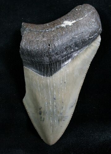 Bargain Megalodon Tooth - Sharp #7765